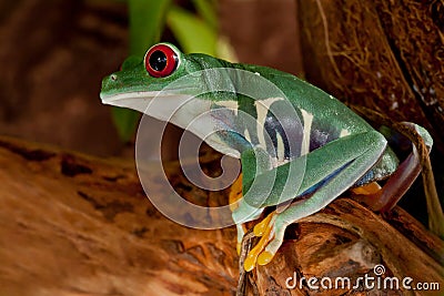 Beutiful red-eyed frog female Stock Photo