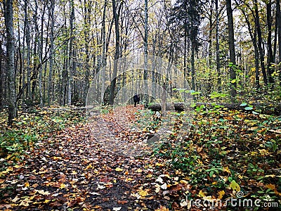 Autumn mystical path in the forest Stock Photo