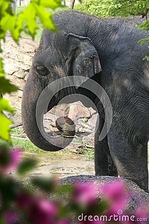 A beutiful picture of an elephat Stock Photo