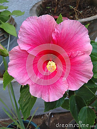 Beutiful pink flower shows nature& x27;s view Stock Photo
