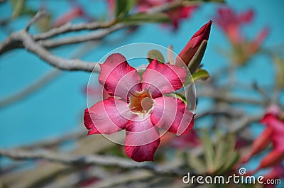 Beutiful pink flower on tree Stock Photo