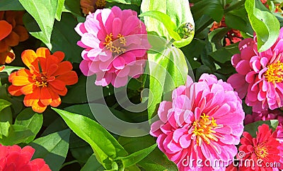 Beutiful-pink-flowers Stock Photo