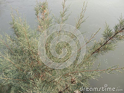 a beutiful plant Stock Photo