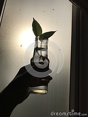 A beutiful plant under the benath of sunshine Stock Photo