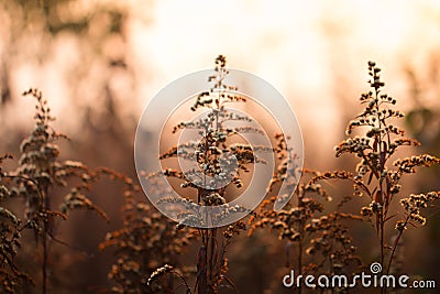 Beutiful plant in warm mystic morning light Stock Photo