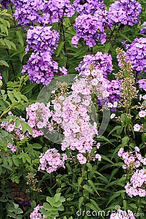 Beutiful, violet phlox flowers. Stock Photo