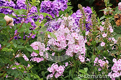 Beutiful, violet phlox flowers. Stock Photo