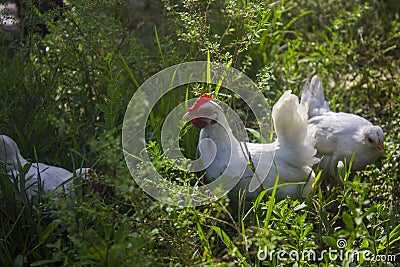 Beutiful white chiken together in the grass. Stock Photo