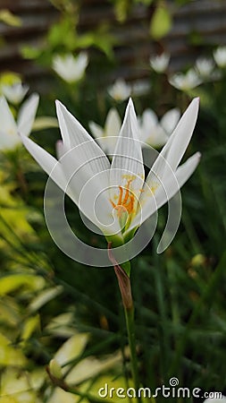 Beutiful White flower Stock Photo