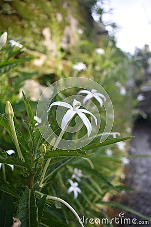 Beutiful White Flower Stock Photo