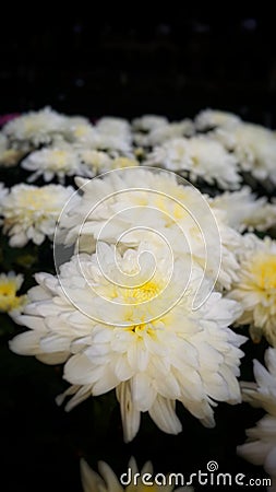 Beutiful White Flower garden Stock Photo