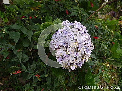 beutiful white purple violet flowers in the mountain forest Stock Photo