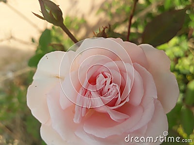 Beutiful white rose flower Stock Photo
