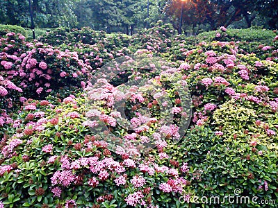 A beutifull flower shows in the garden Stock Photo