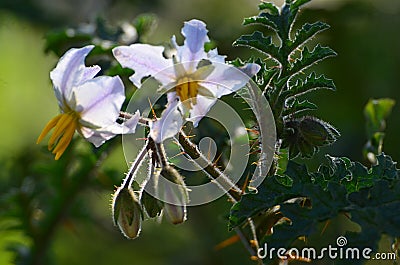 Beutyful white flower in nature Stock Photo
