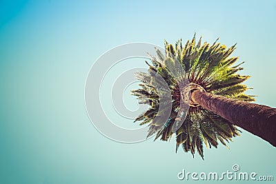 Beverly Hills Palms Trees Vintage Stock Photo