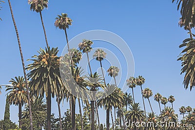 Beverly hills palms vintage retro toned Stock Photo