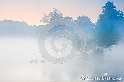 Bevy herd of swans on misty foggy Autumn Fall lake Stock Photo