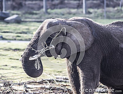 Elephant at West Midland Safari Park, Bewdley, Hereford and Worcester, England Stock Photo