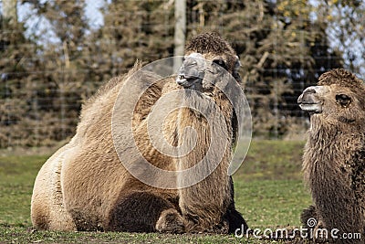 Two Bactrian Camels at the West Midland Safari Park, Bewdley, Hereford and Worcester, England Stock Photo