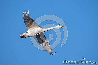 Bewick`s Swan - Cygnus columbianus bewickii flying. Stock Photo