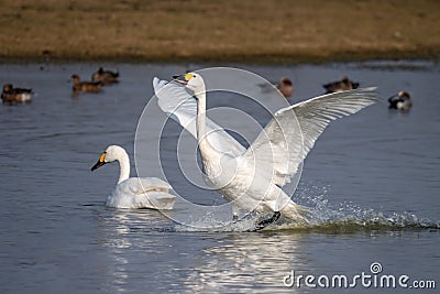 Bewick`s Swan - Cygnus columbianus bewickii landing on a Gloucestershire wetland. Stock Photo