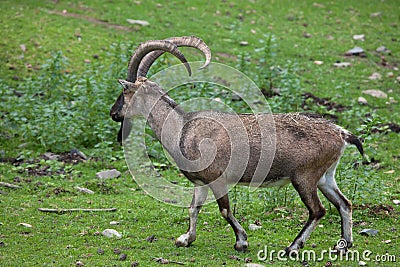 Bezoar ibex (Capra aegagrus aegagrus) Stock Photo