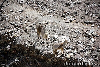 Bharal Female with Calf Stock Photo