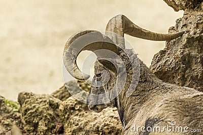 Bharal or Himalayan Blue Sheep Stock Photo