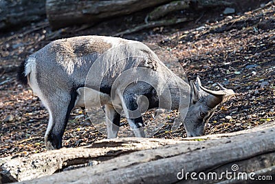 Bharal or Himalayan blue sheep or naur Stock Photo