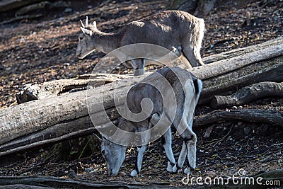 Bharal or Himalayan blue sheep or naur Stock Photo