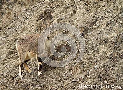 Bharal Pseudois nayaur Stock Photo