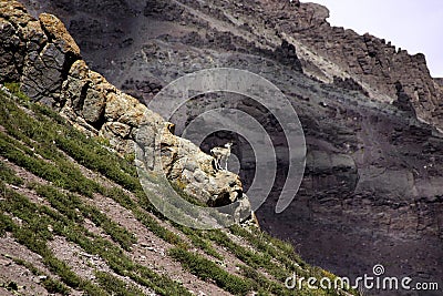 Bharal Scout on a Cliff Stock Photo