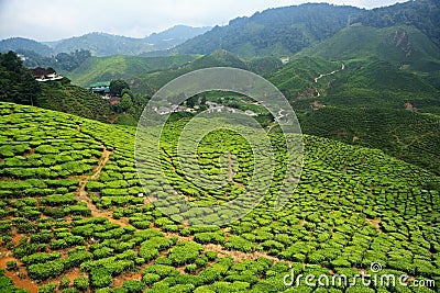 Bharat Tea Plantation, Malaysia Stock Photo