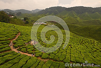Bharat Tea Plantations Sdn. Bhd. Editorial Stock Photo
