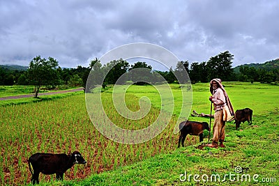 A beautiful portrait of an old Indian village man shepherd with his black colored cow in a Editorial Stock Photo