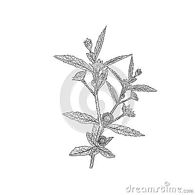 Bhringraj, Eclipta Alba or Eclipta Prostrata, also known as False Daisy is an effective herbal medicinal plant in Ayur Vector Illustration