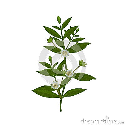 Bhringraj, Eclipta Alba or Eclipta Prostrata, also known as False Daisy is an effective herbal medicinal plant in Ayur Vector Illustration