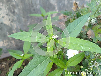 Bhringraj -Eclipta prostrata, false daisy Stock Photo