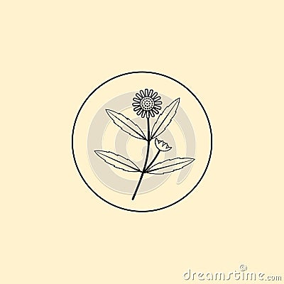 Bhringraj logo design, Eclipta Alba or Eclipta Prostrata, also known as False Daisy is an effective herbal medicinal plant in Ayur Stock Photo