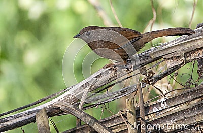 Bhutan Laughingthrush, Trochalopteron imbricatum Stock Photo