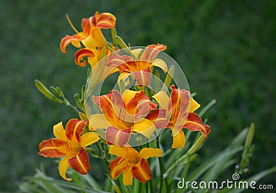 Beautiful Orange Yellow, Bi-color Daylily in the garden Stock Photo