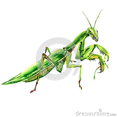 Bi green female european mantis, Praying Mantis, isolated, watercolor illustration on white Cartoon Illustration