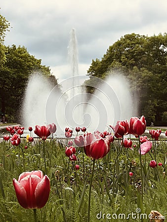 PARK LIFE: Tulips in BiaÅ‚ystok in front of a spry fountain - POLAND - POLSKA Stock Photo