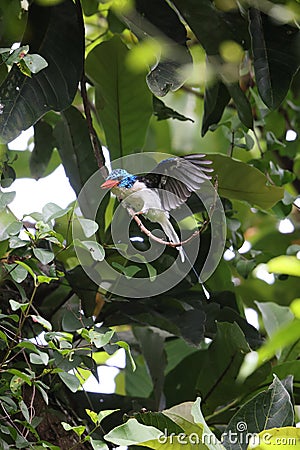 The Biak paradise kingfisher (Tanysiptera riedelii) in Biak island, Indonesia Stock Photo