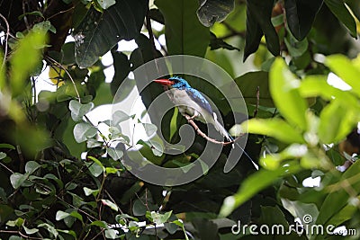 The Biak paradise kingfisher (Tanysiptera riedelii) in Biak island, Indonesia Stock Photo