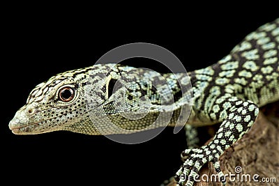 Biak tree monitor Varanus kordensis Stock Photo