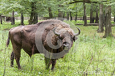 Bialowieski National Park - Poland. Aurochs head. Stock Photo