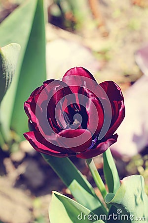 Biautiful big black tulip on the sun. photo. flowers spring Stock Photo