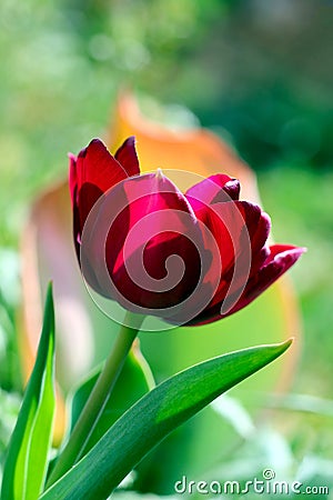 Biautiful big red tulip on the sun. photo. flowers spring Stock Photo